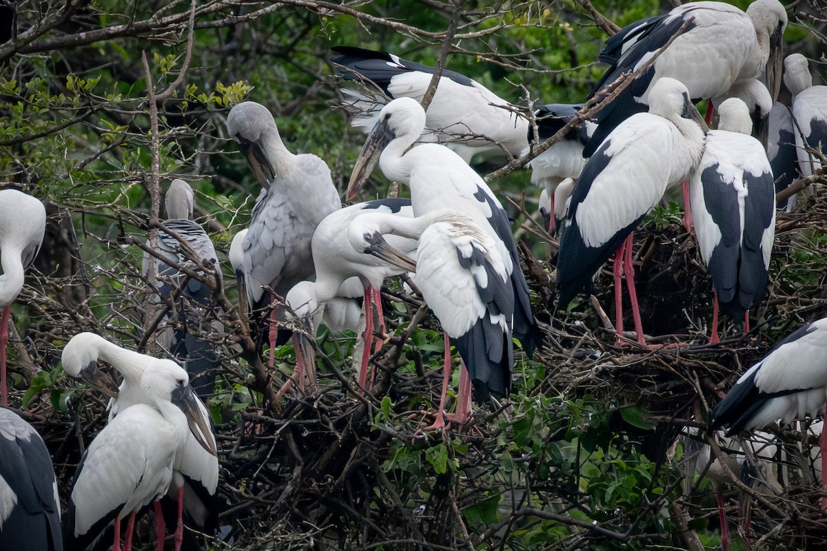 Asian Openbill - ML646807528