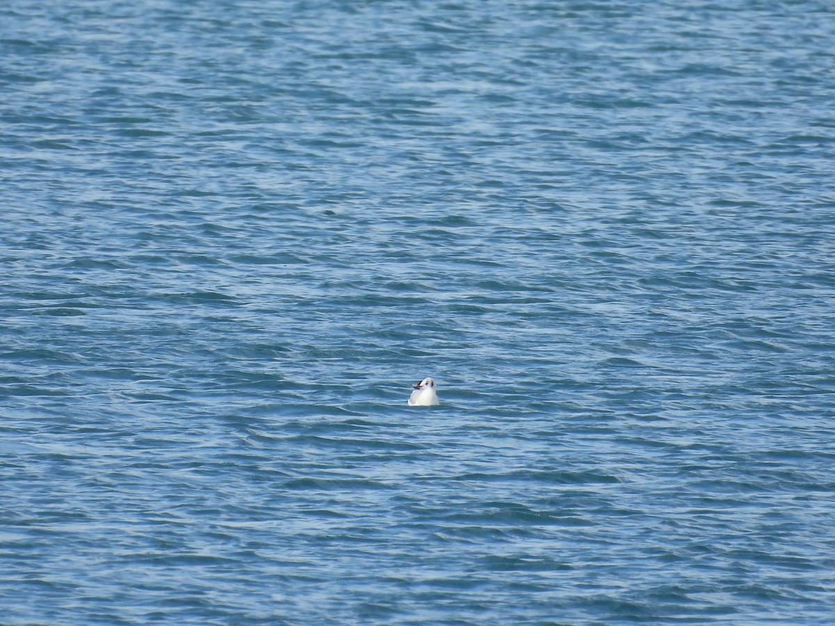 שחף אגמים - ML646807529