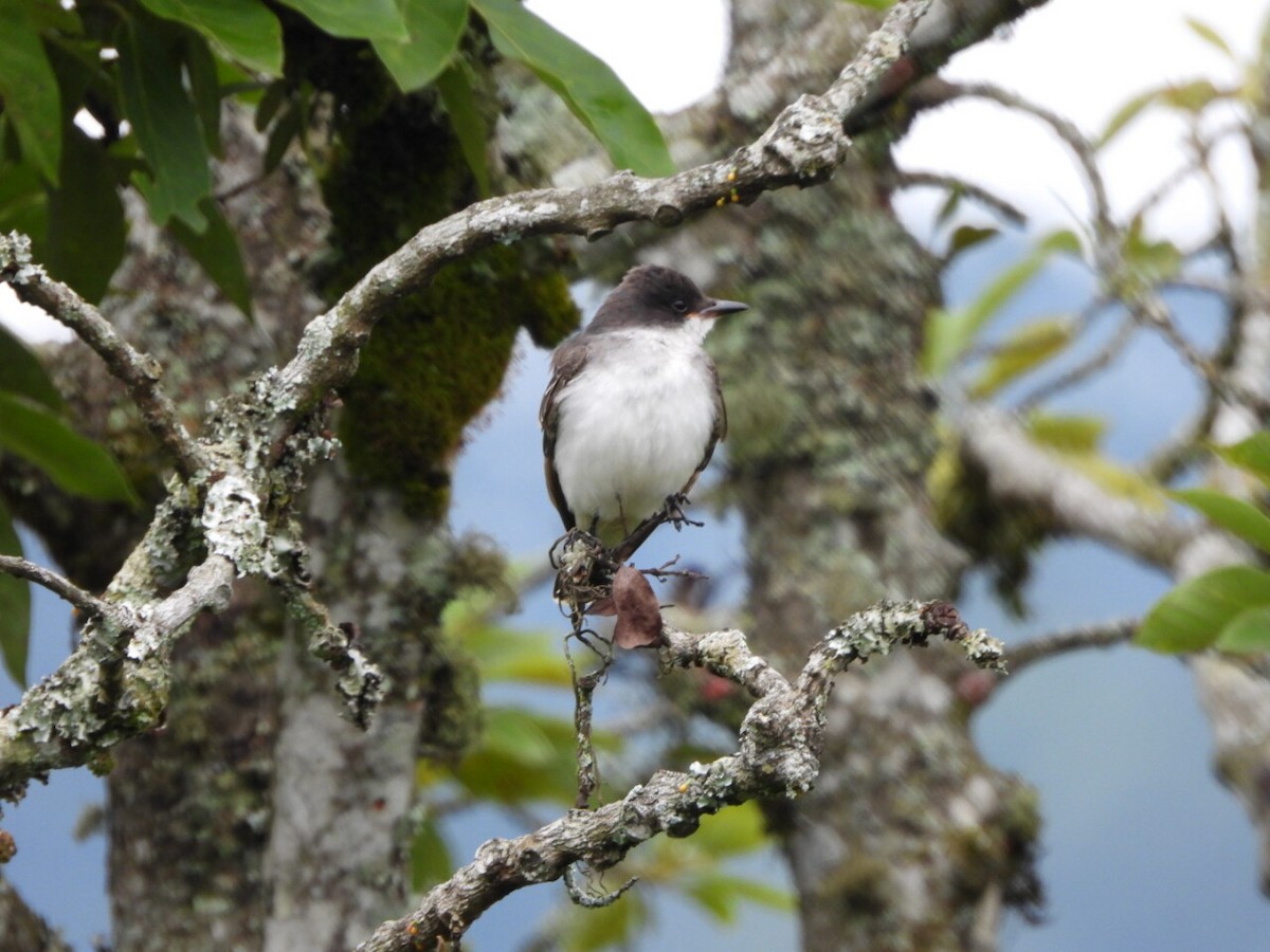 Tyrannus sp. - ML646807532