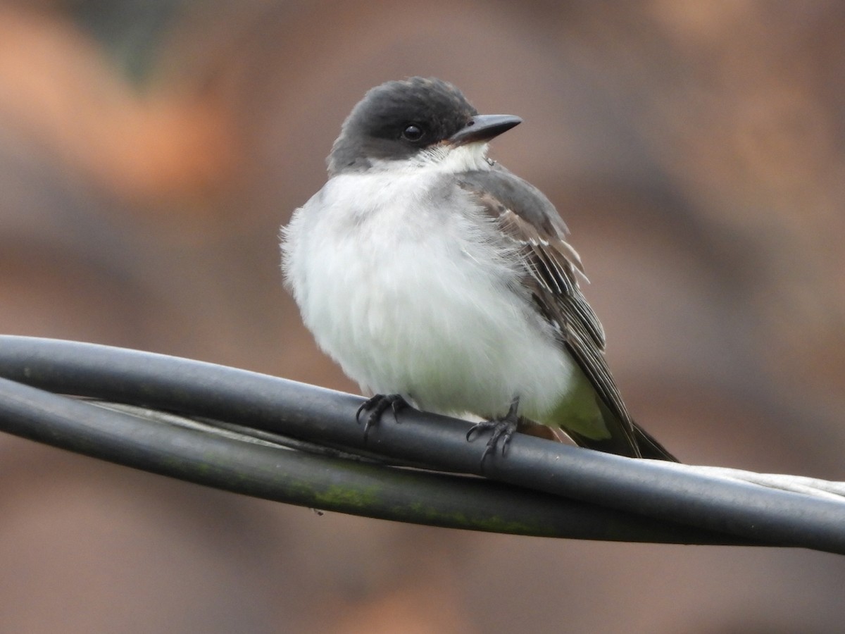 Tyrannus sp. - ML646807533