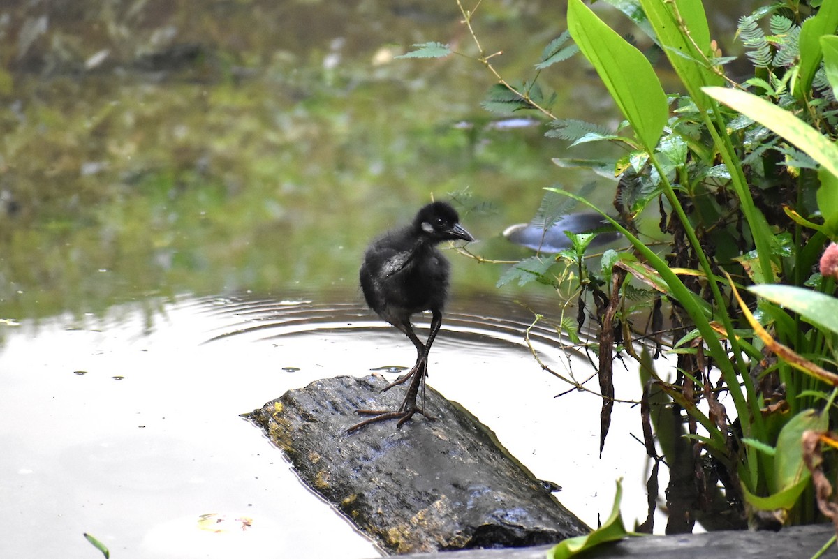 hvitbrystrikse - ML646807534