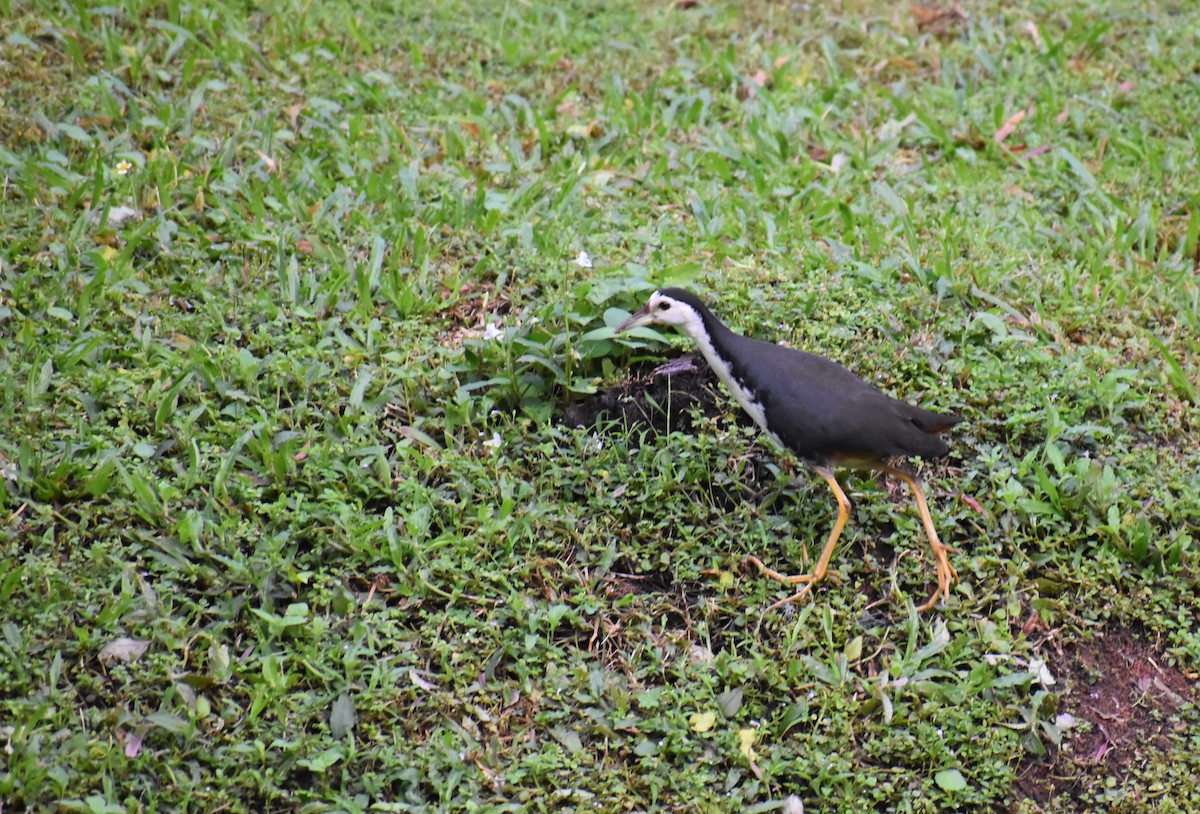 hvitbrystrikse - ML646807535