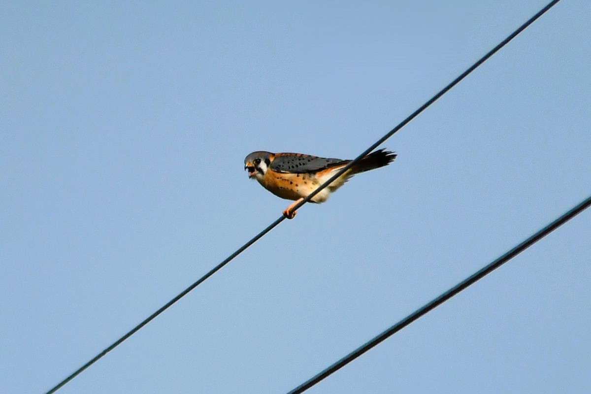 Воробьиная пустельга - ML646807536