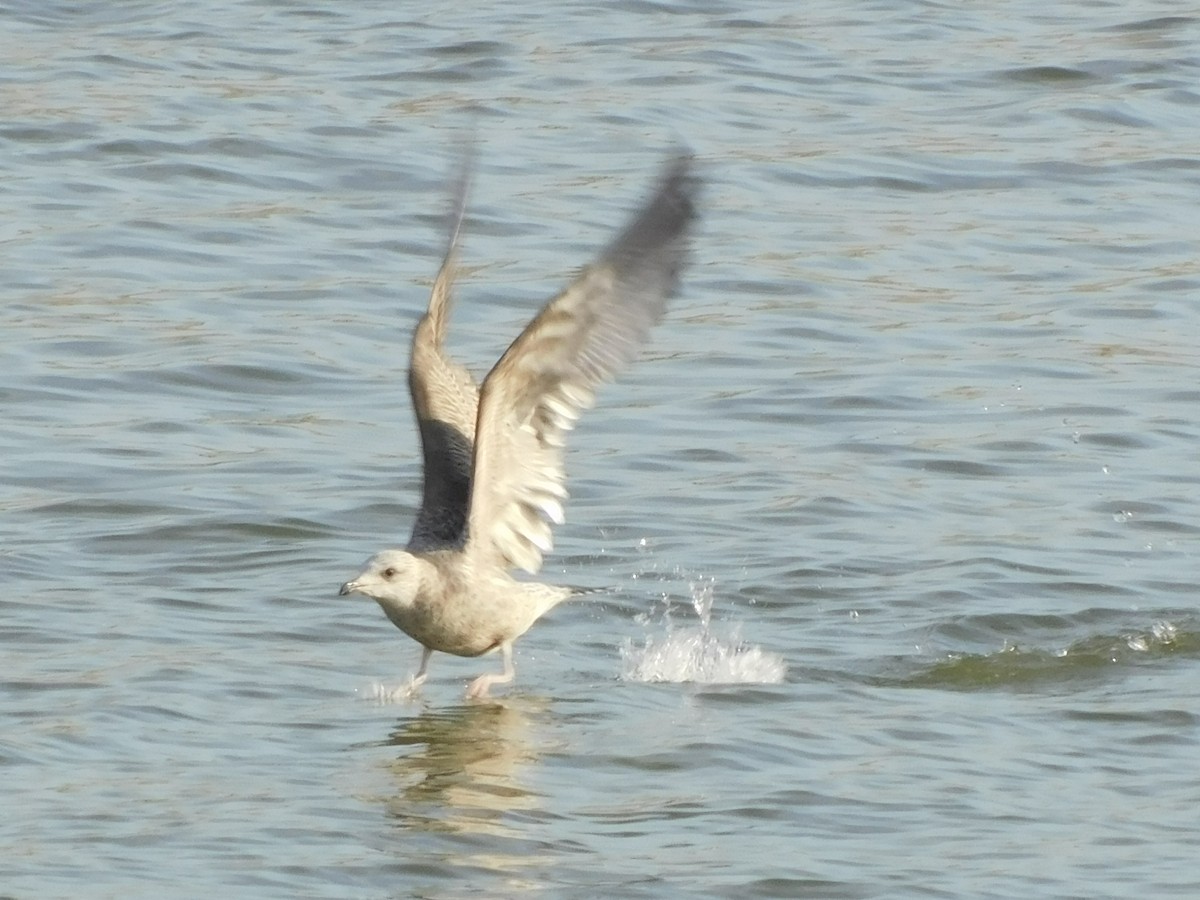 American Herring Gull - ML646807537