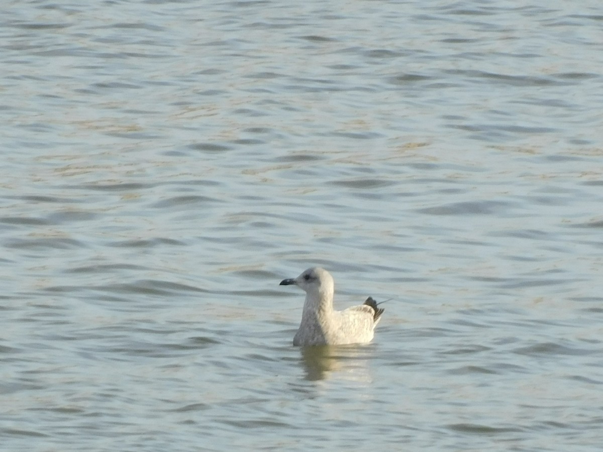 American Herring Gull - ML646807538