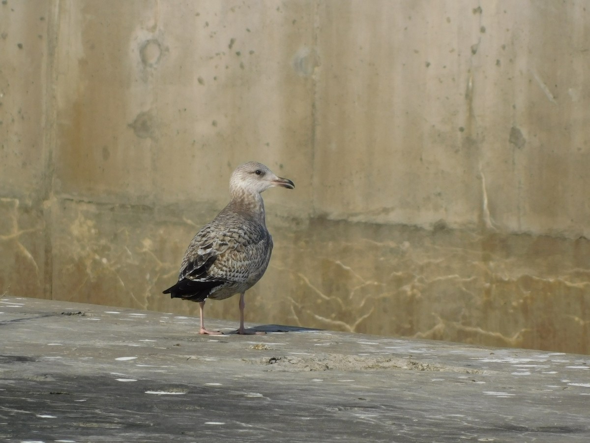 American Herring Gull - ML646807539