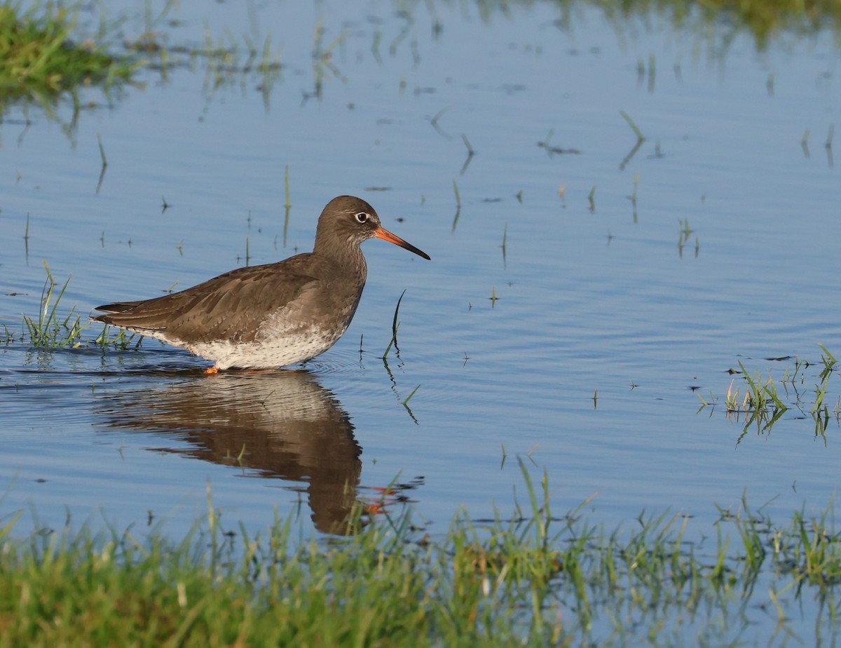 Common Redshank - ML646807540