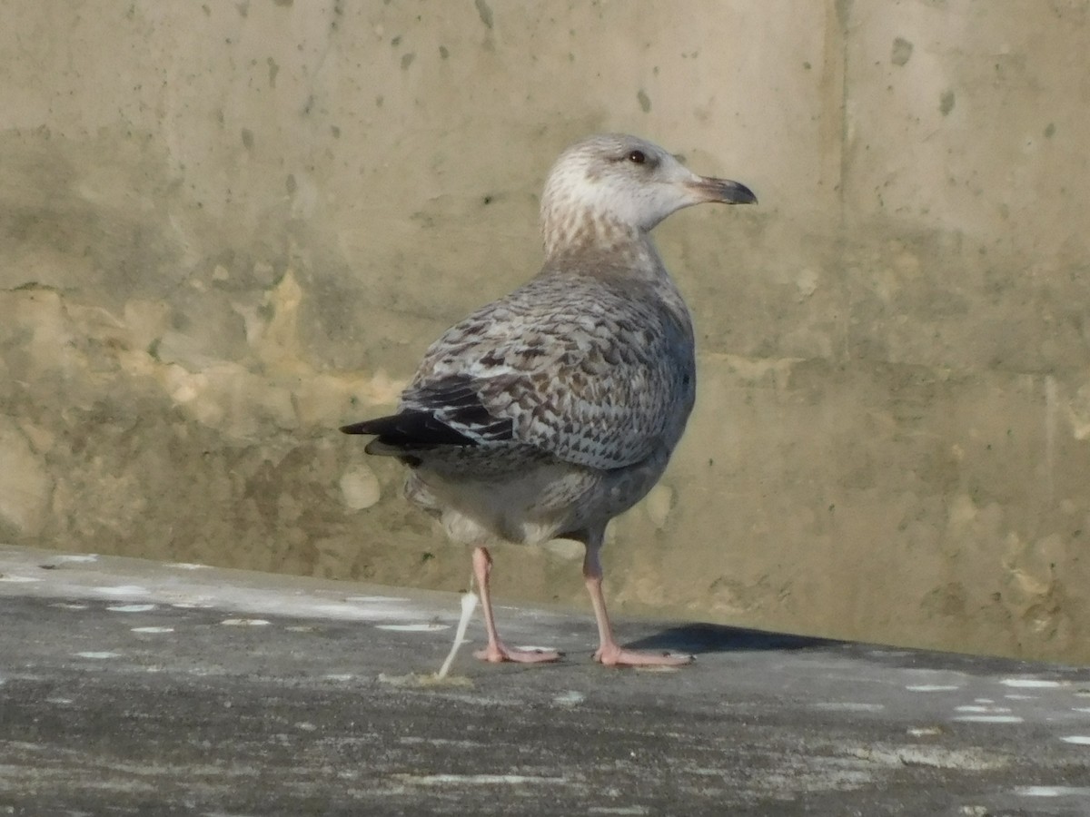American Herring Gull - ML646807541