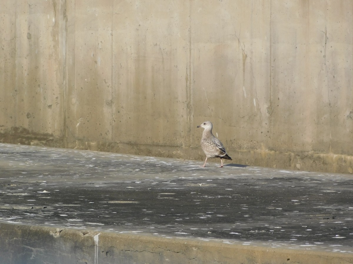 American Herring Gull - ML646807542