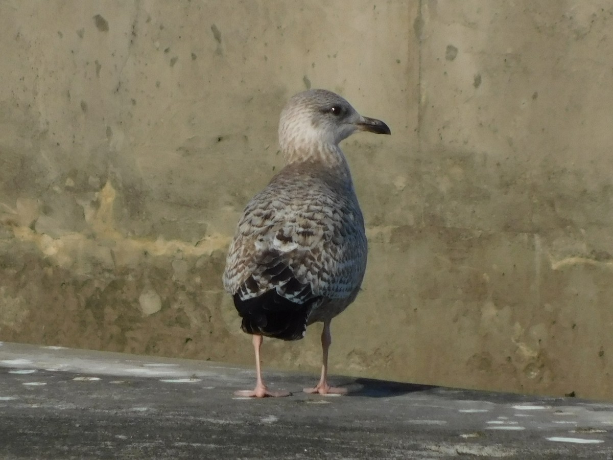 American Herring Gull - ML646807543