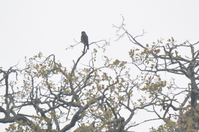 Merlin (Taiga) - ML646807547