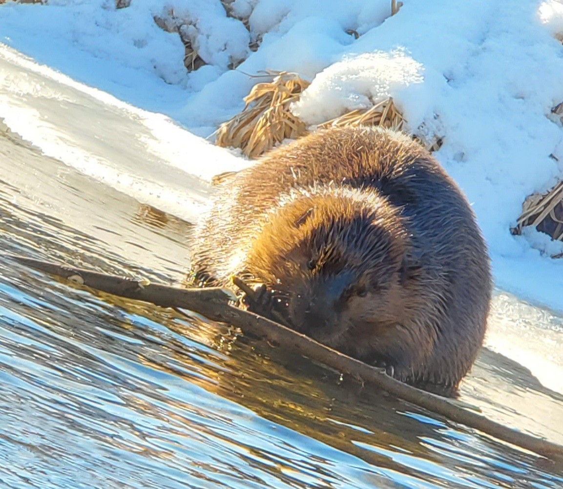 Säugetiere - ML646807549