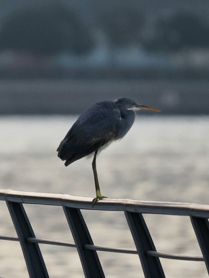 Western Reef-Heron - ML646807550