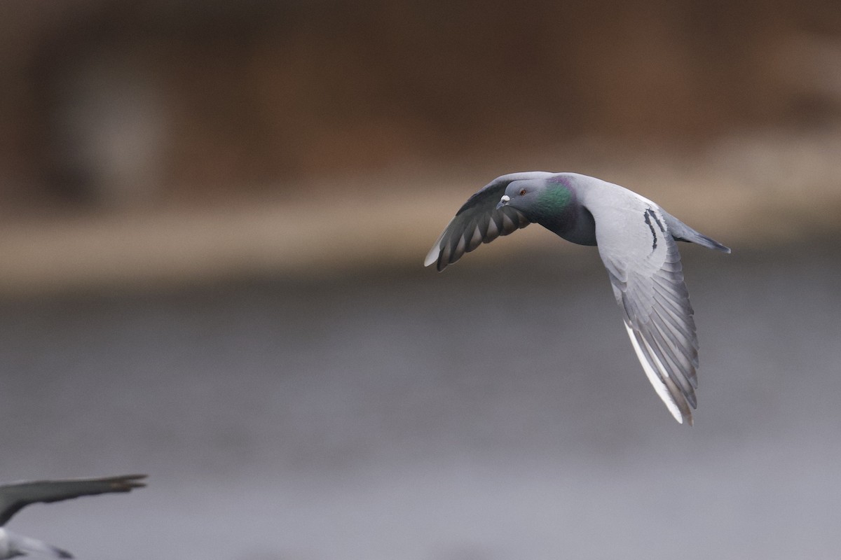 Piccione domestico - ML646807554