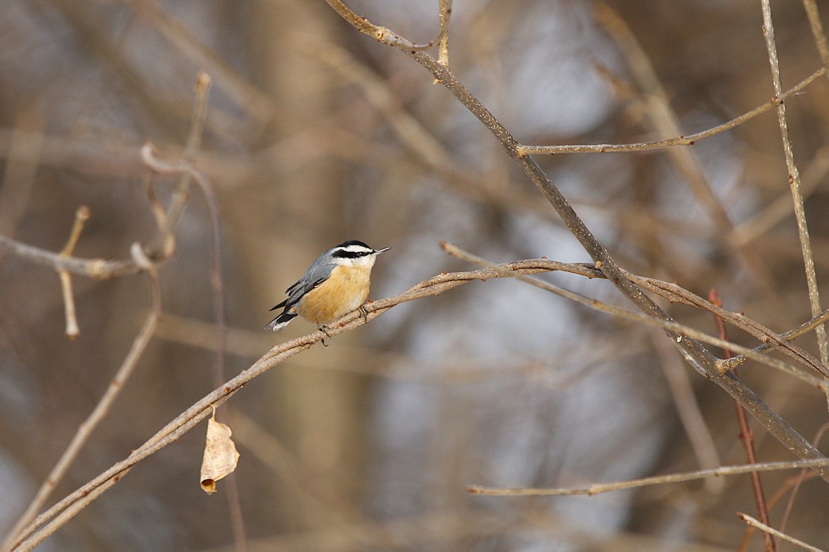 Red-breasted Nuthatch - ML646807555