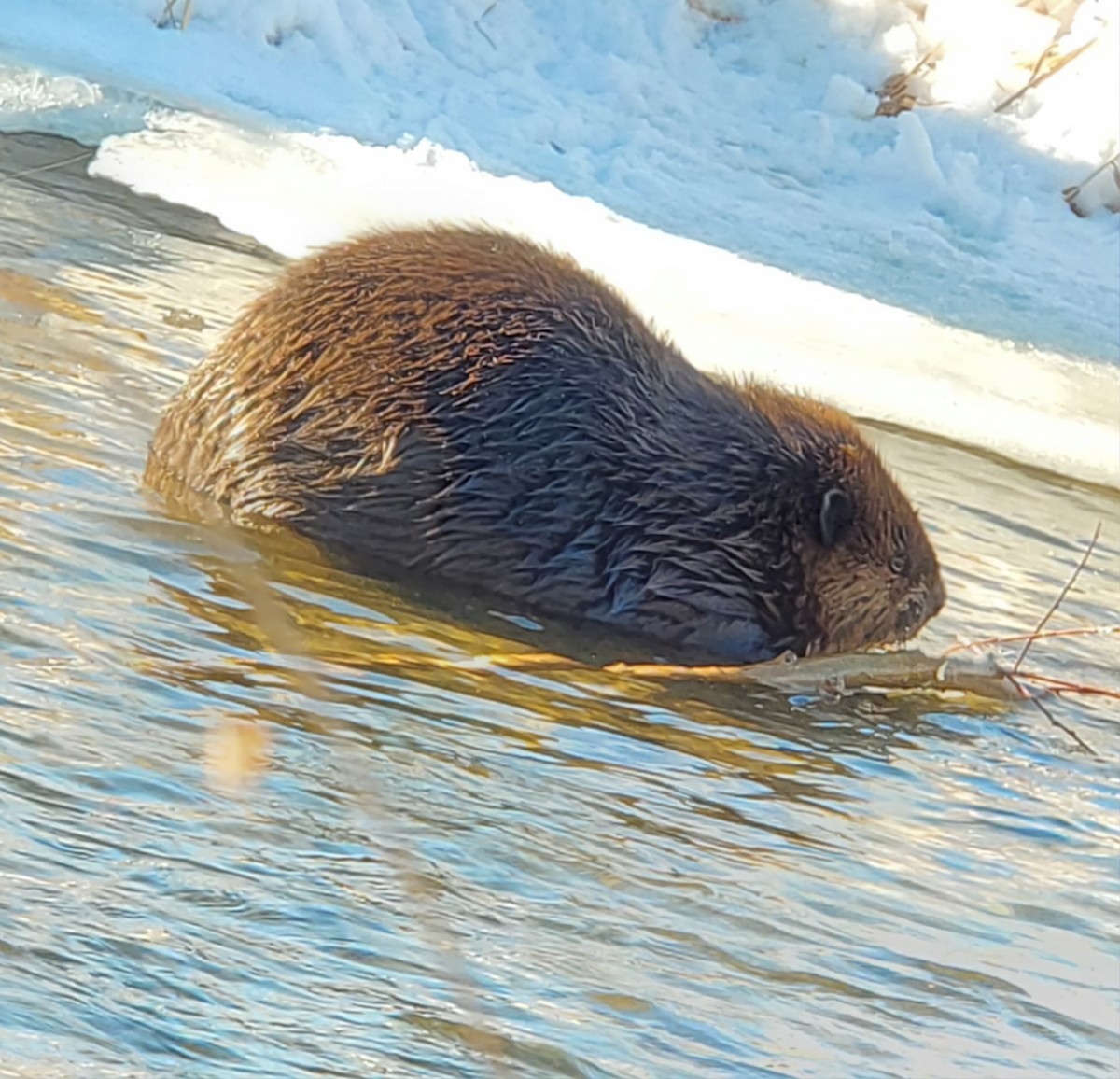 Säugetiere - ML646807556