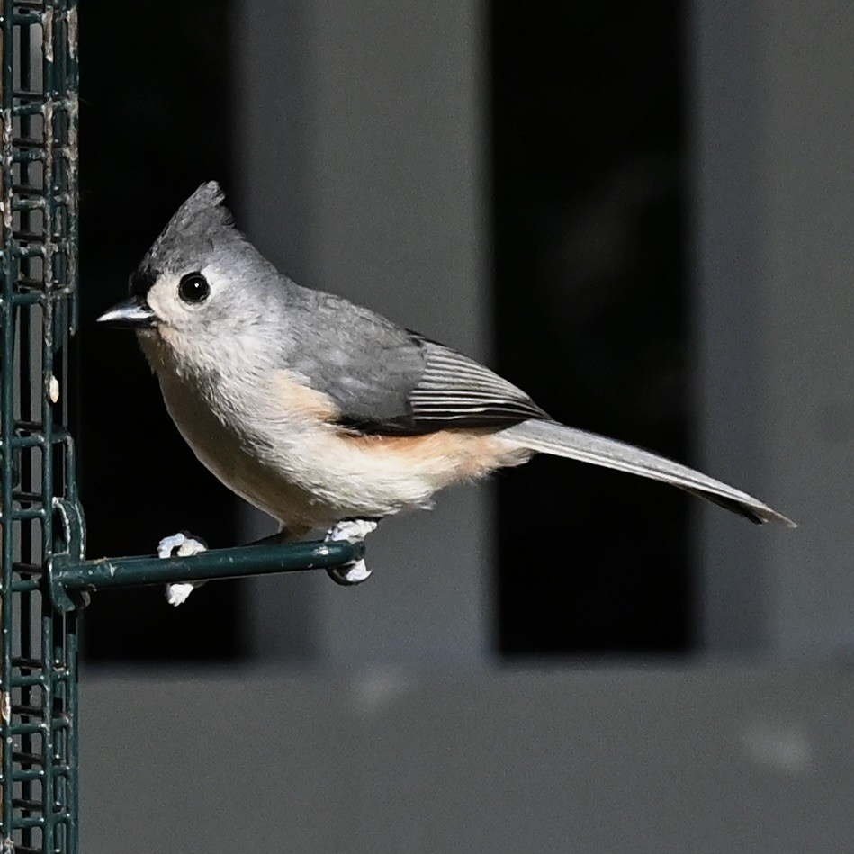 Tufted Titmouse - ML646807579