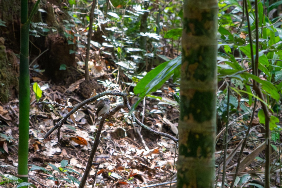 Бамбуковая мухоловка - ML646807580