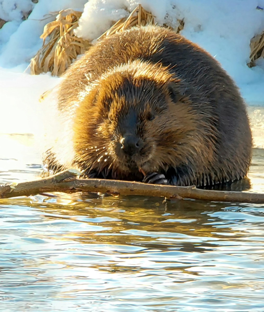 Säugetiere - ML646807581