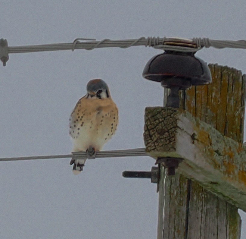 American Kestrel - ML646807583