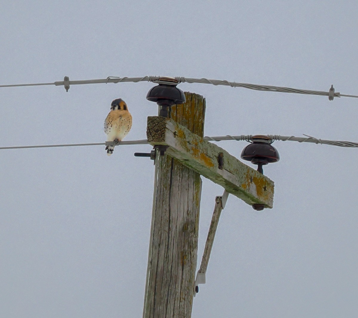 American Kestrel - ML646807584
