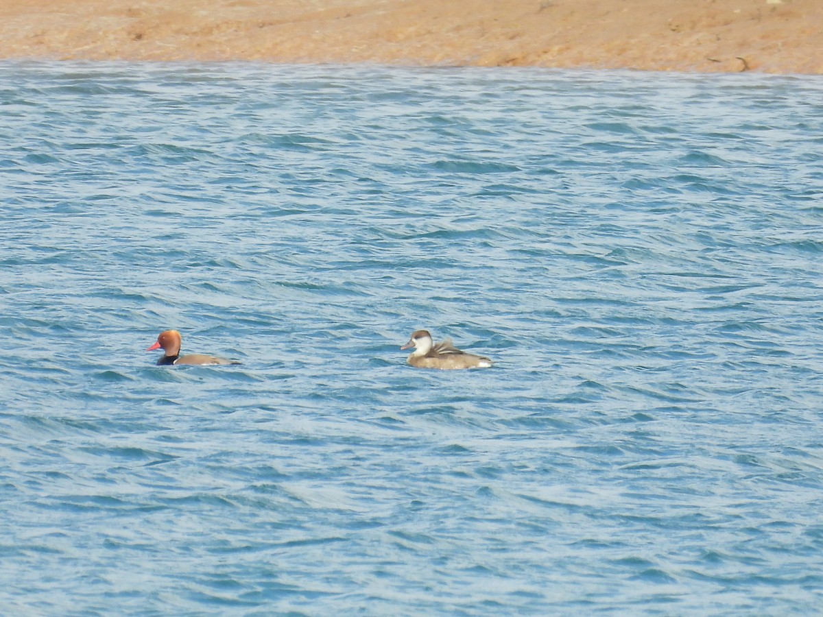 נטה אדומת-ראש - ML646807585