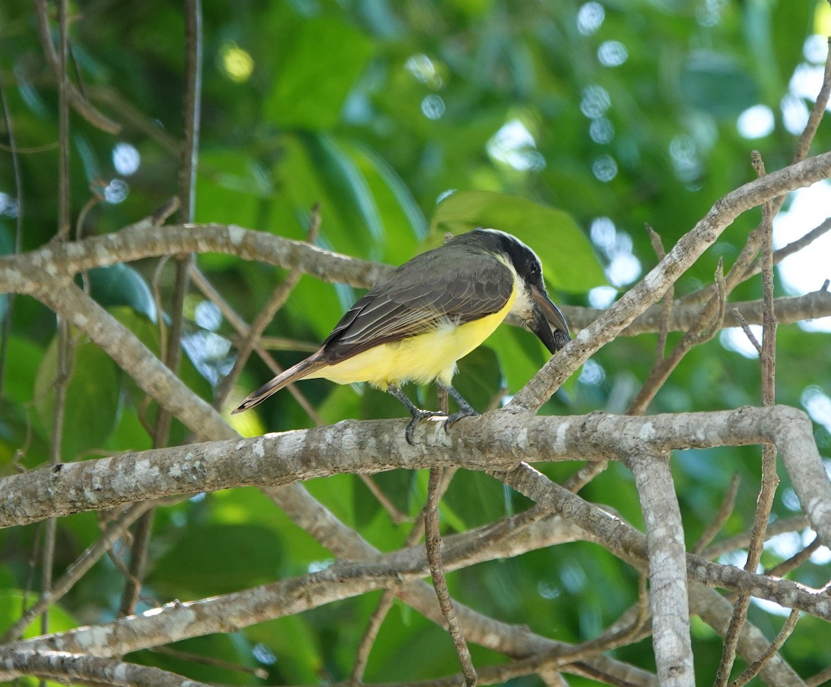 Bienteveo Pitanguá - ML646807588