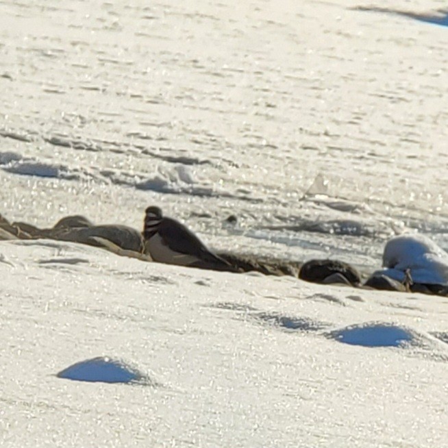 Keilschwanz-Regenpfeifer - ML646807589