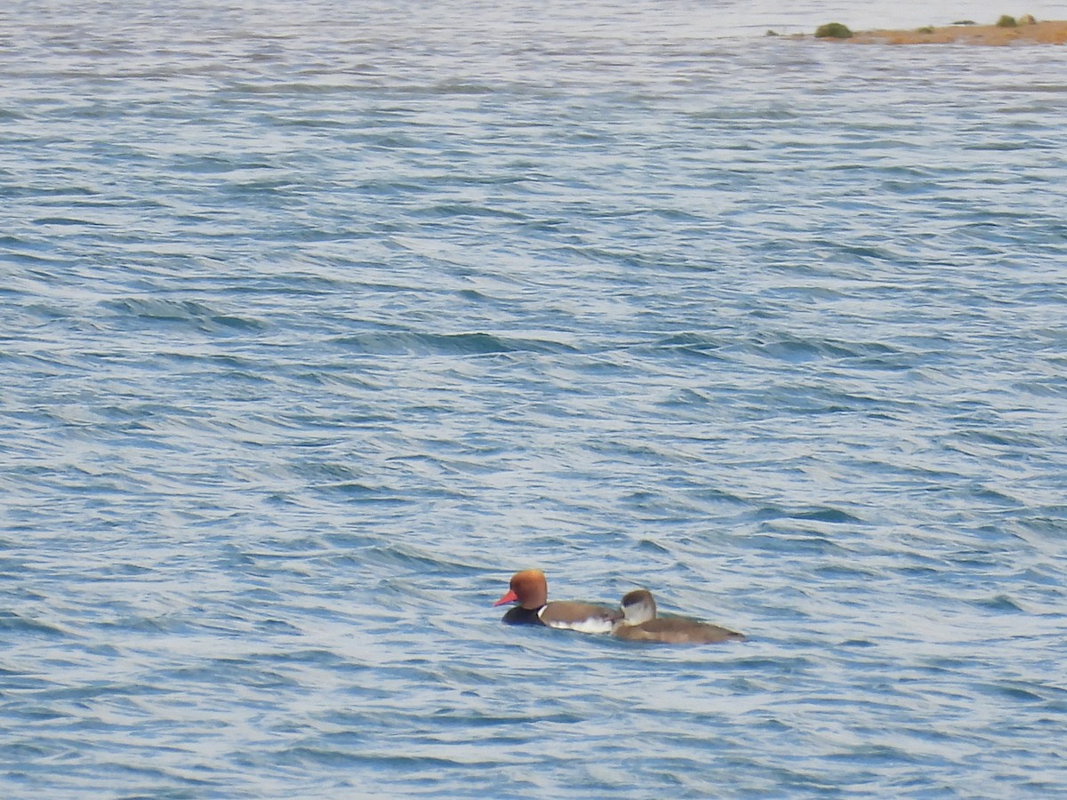 נטה אדומת-ראש - ML646807590