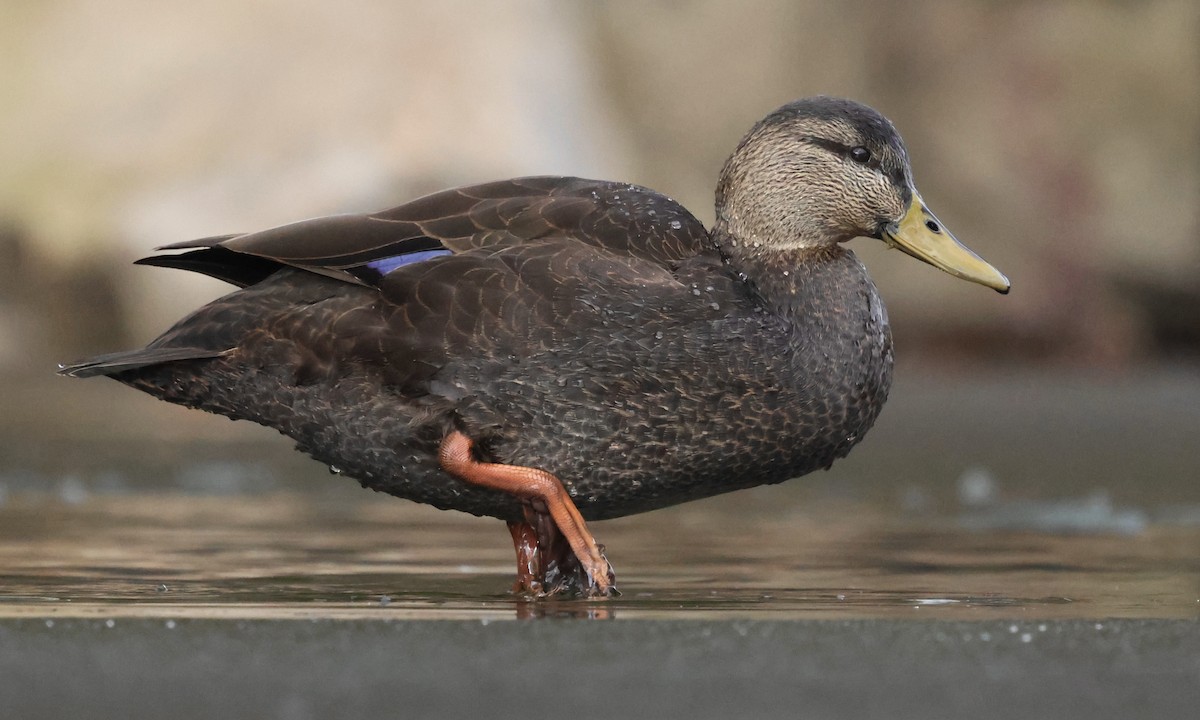 ברווז שחור אמריקני - ML646807592