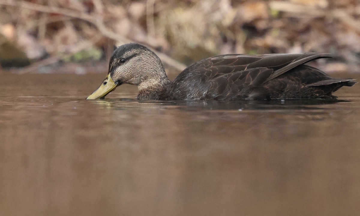 ברווז שחור אמריקני - ML646807593