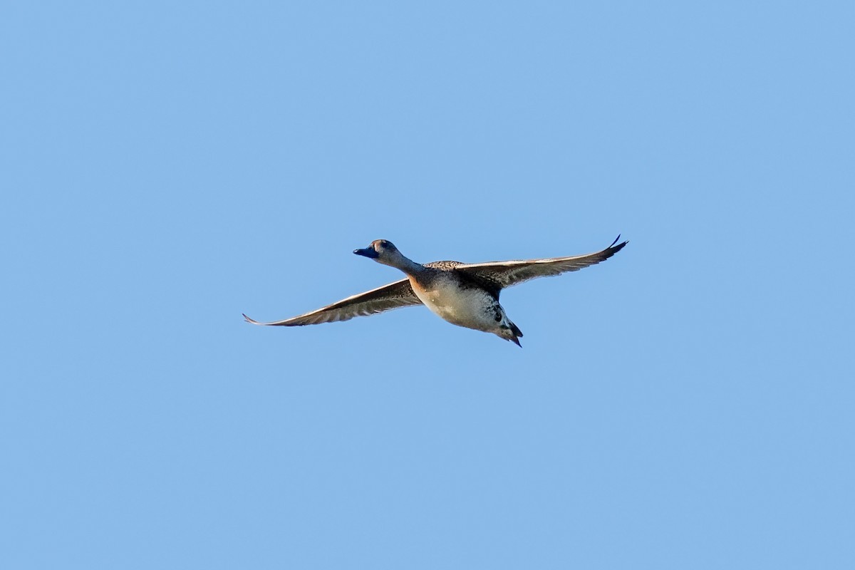 Northern Pintail - ML646807596