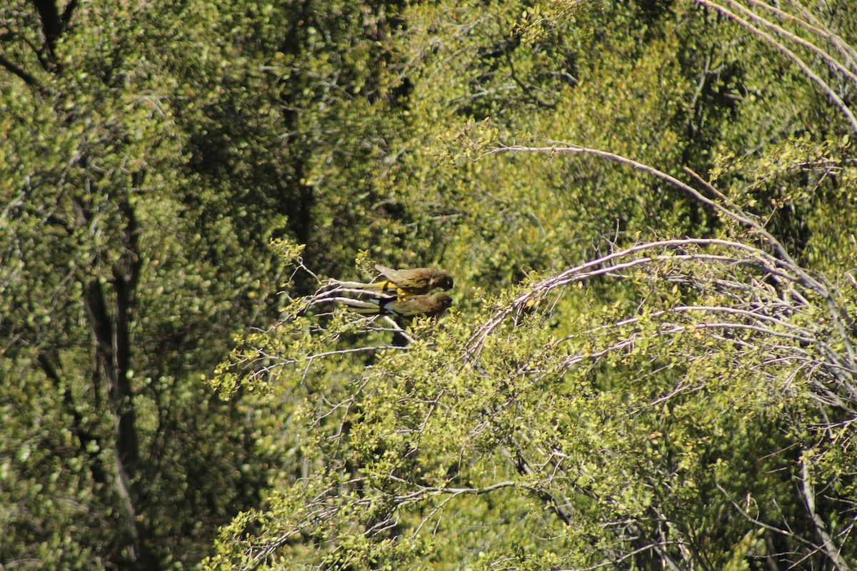 Burrowing Parakeet - ML646807598
