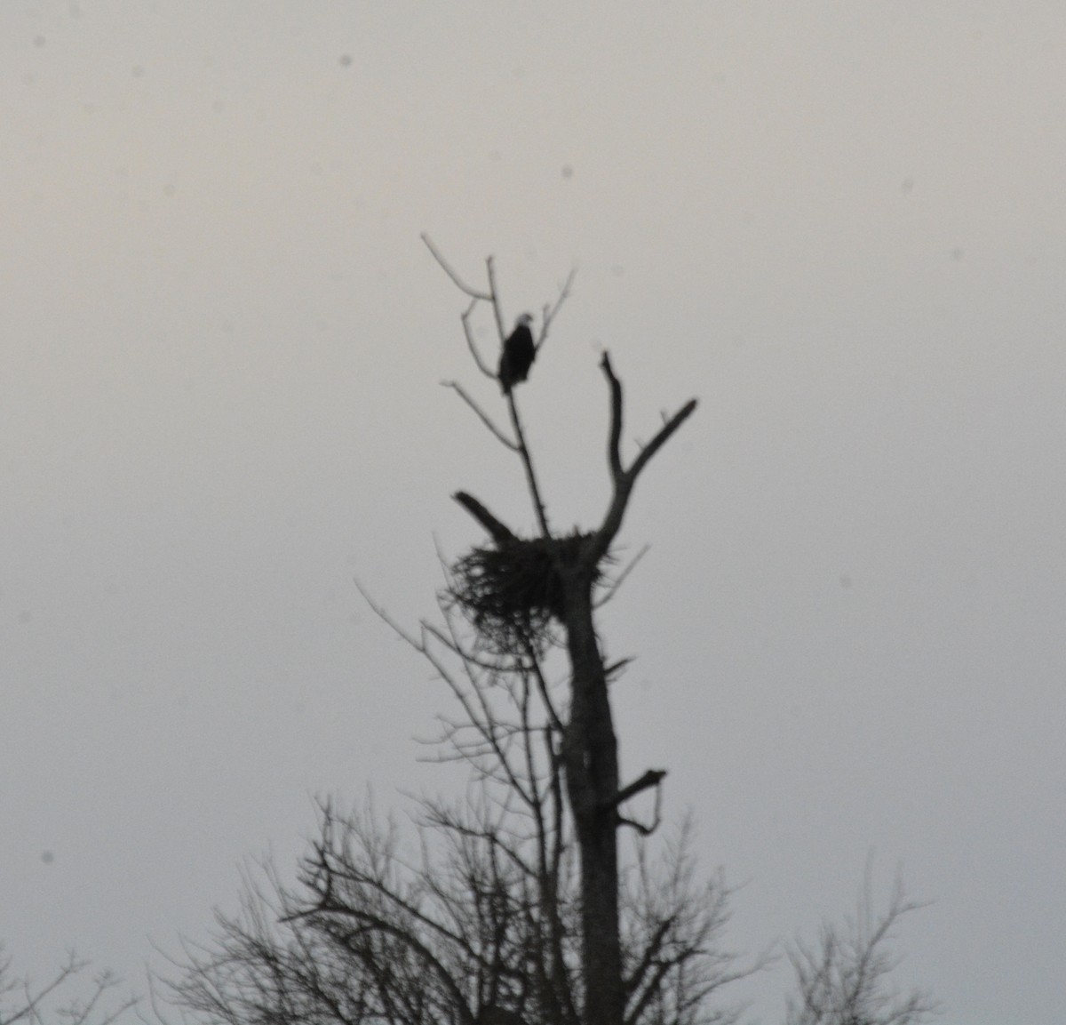 Itsas arrano buruzuria - ML646807599