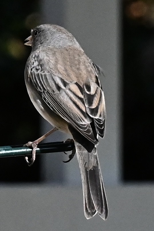 Dark-eyed Junco - ML646807600