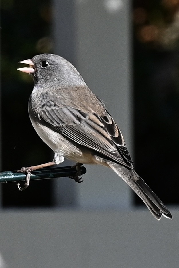 Dark-eyed Junco - ML646807601