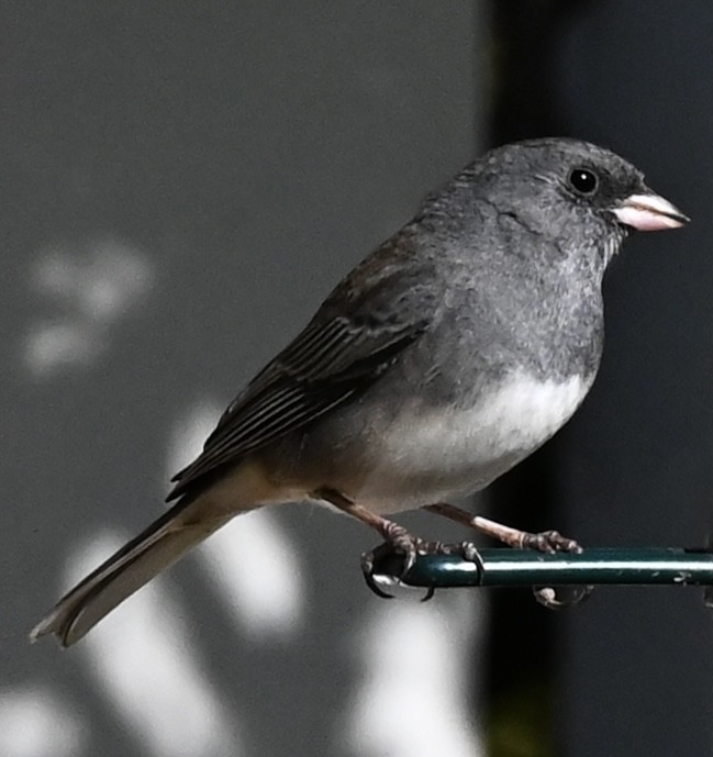Dark-eyed Junco - ML646807602