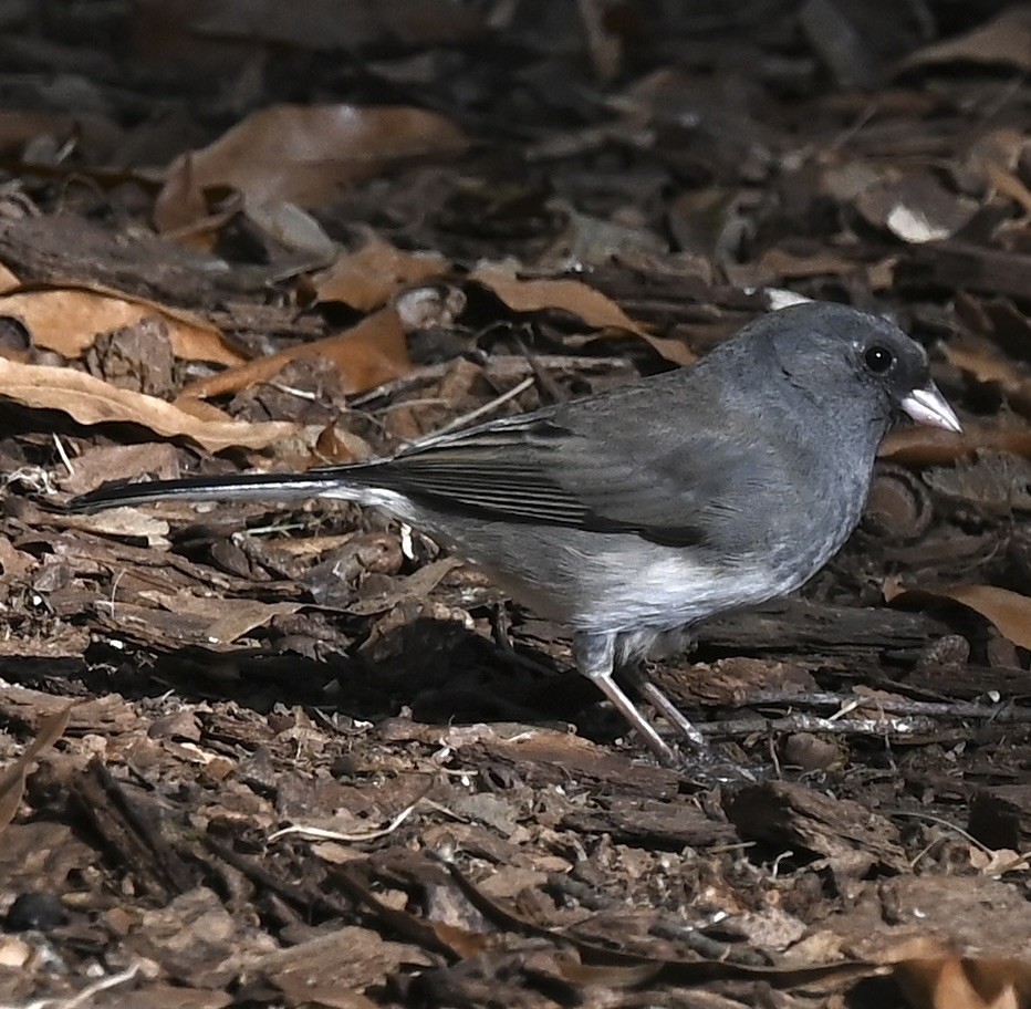 Dark-eyed Junco - ML646807603