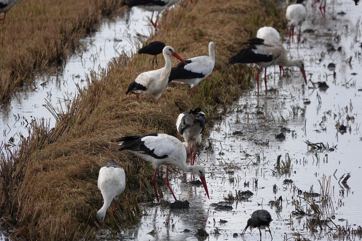 White Stork - ML646807604