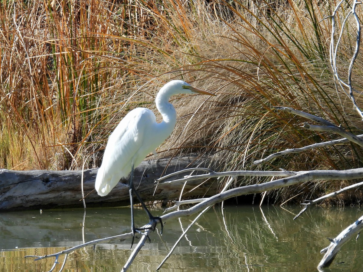Airone bianco maggiore - ML646807607