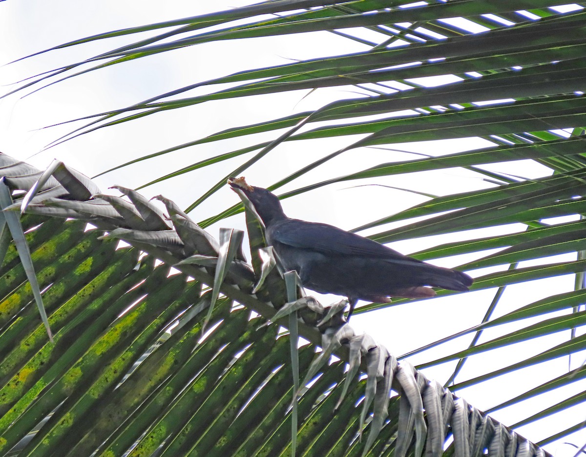 家烏鴉 - ML646807608