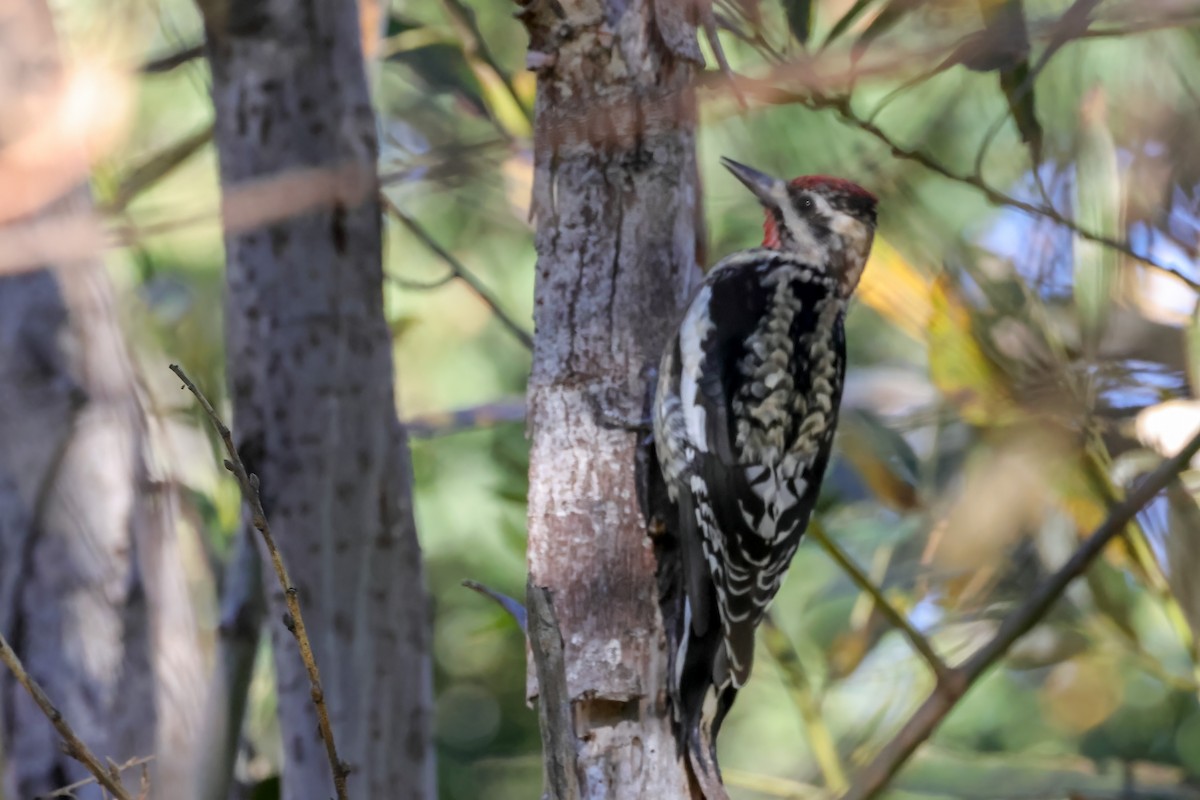 シルスイキツツキ - ML646807609