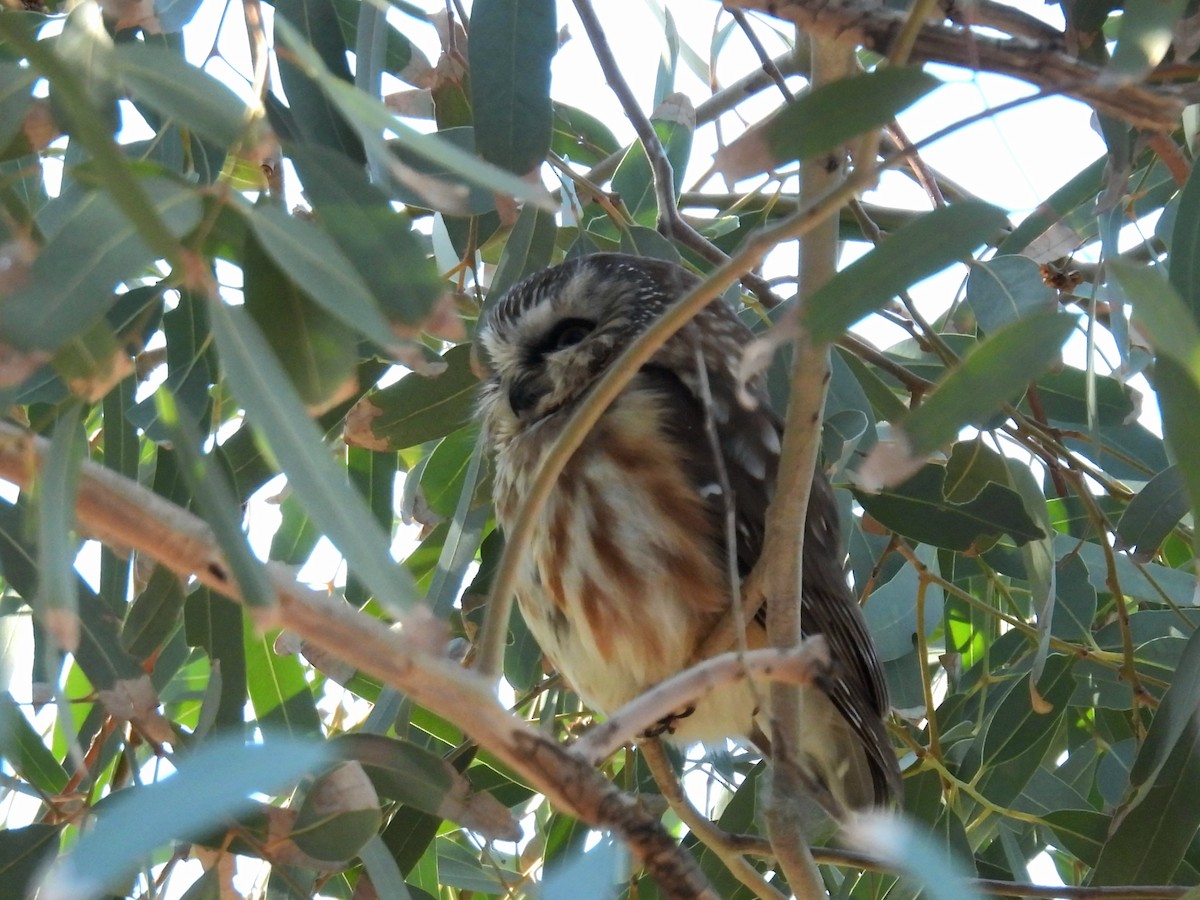 Northern Saw-whet Owl - ML646807611