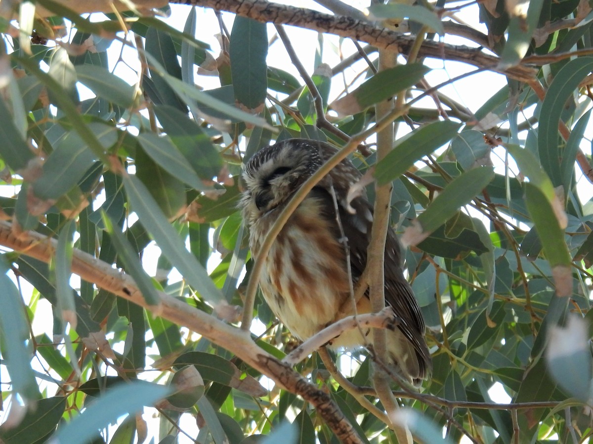 Northern Saw-whet Owl - ML646807612