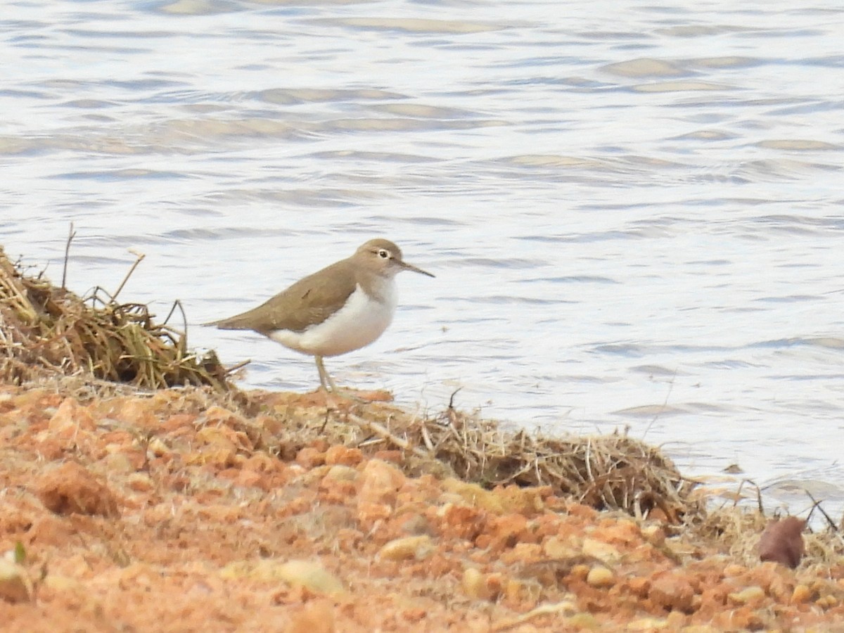 ביצנית לבנת-בטן - ML646807613