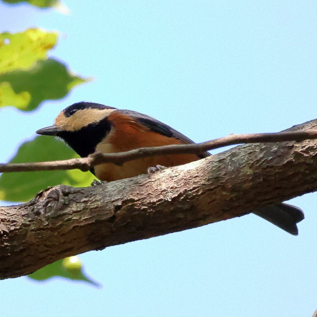 Гаїчка японська - ML646807614