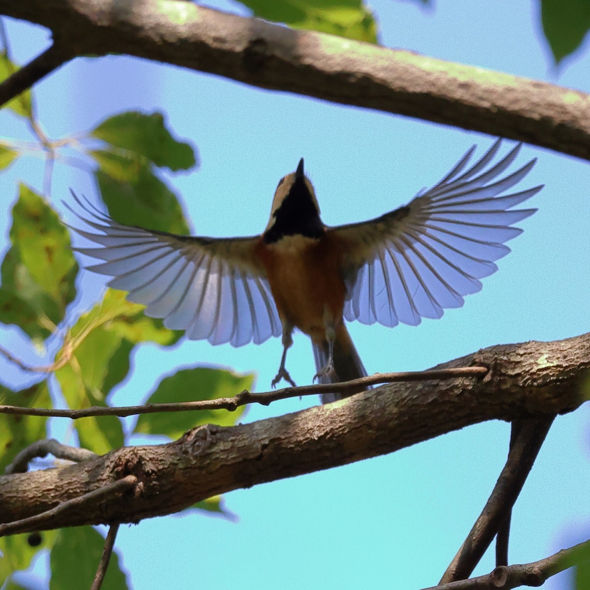 Гаїчка японська - ML646807615