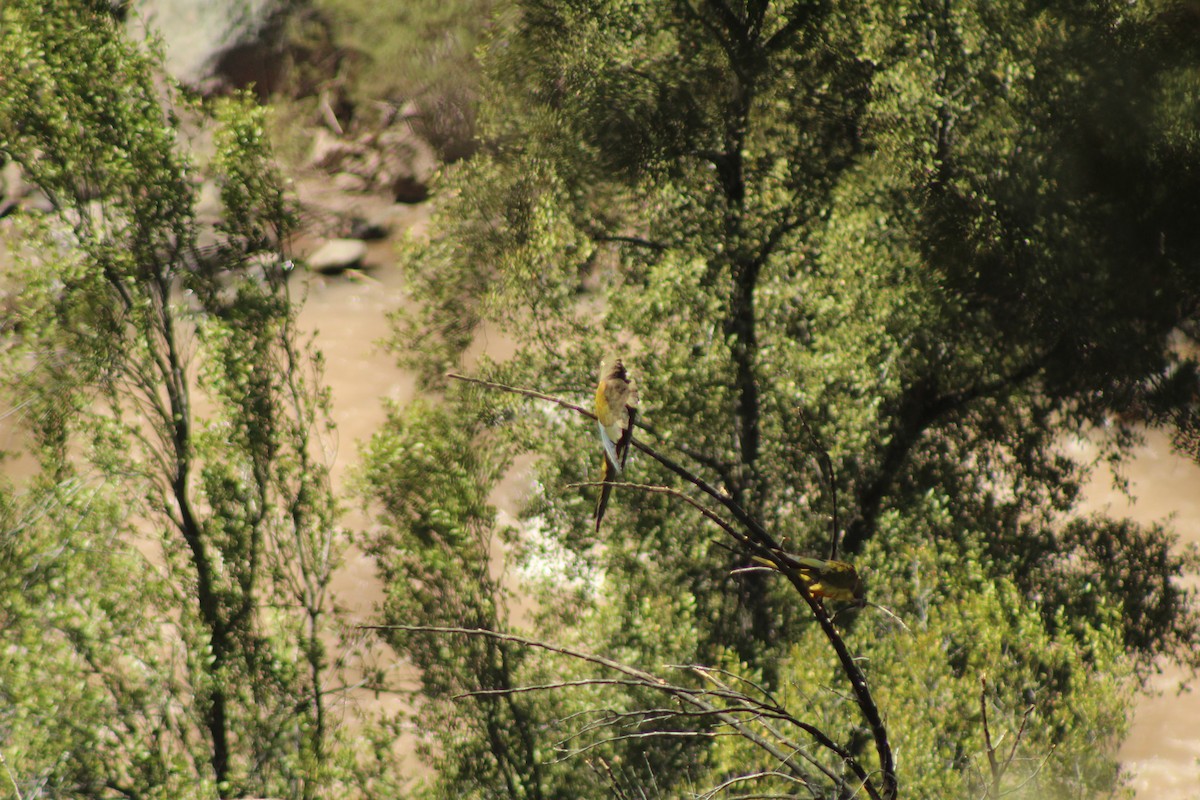 Burrowing Parakeet - ML646807623
