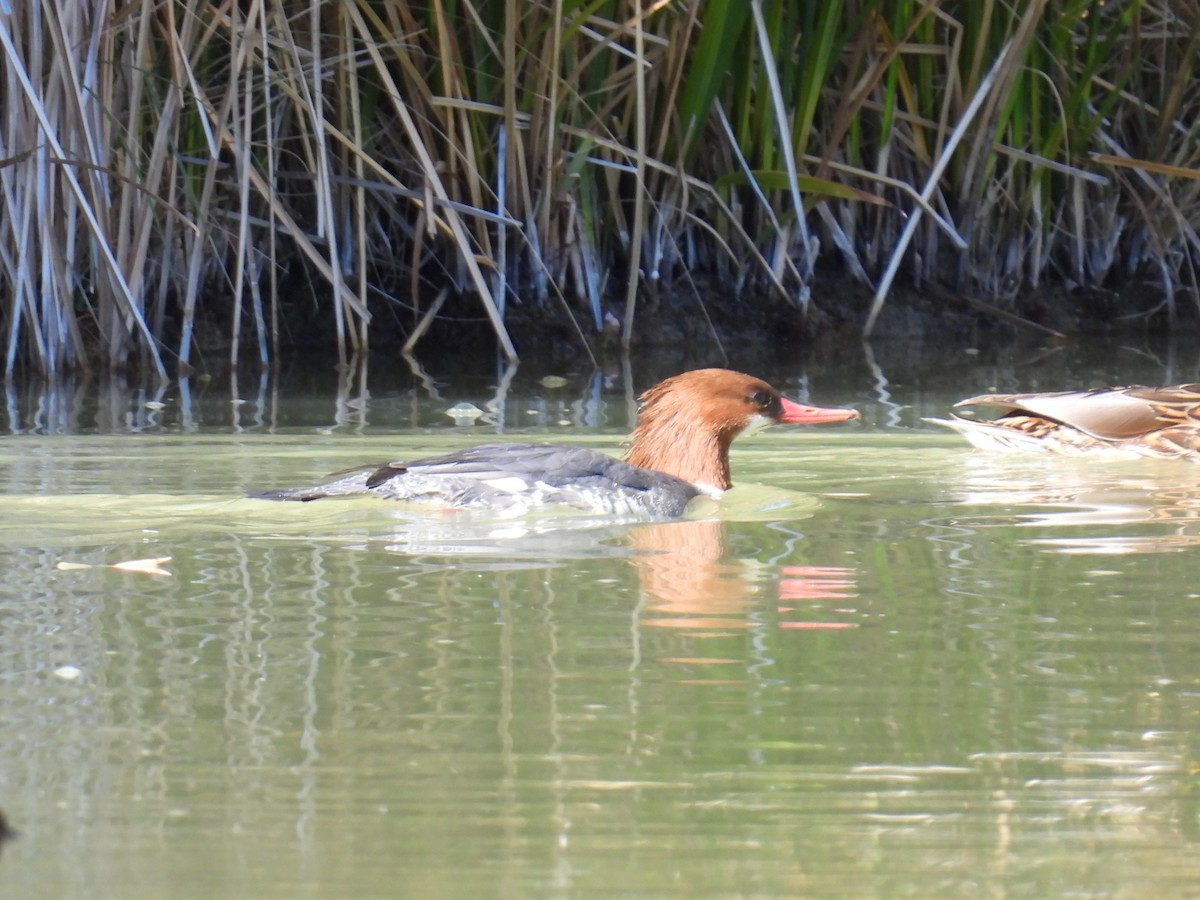 Smergo maggiore - ML646807624