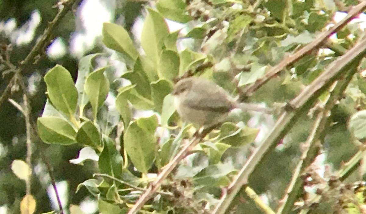Bushtit - ML646807625